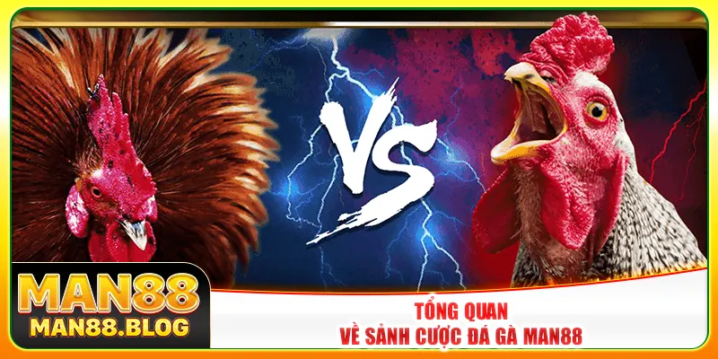 Tổng quan về sảnh cược đá gà Man88 Tổng quan về sảnh cược đá gà Man88