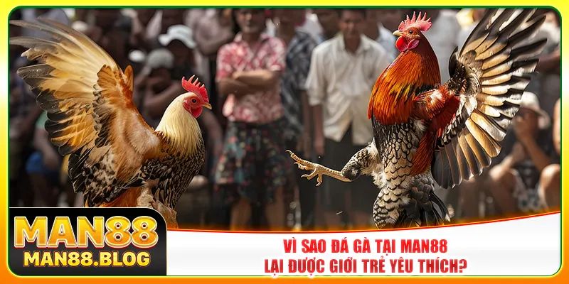 Vì sao đá gà tại Man88 lại được giới trẻ yêu thích? Vì sao đá gà tại Man88 lại được giới trẻ yêu thích?